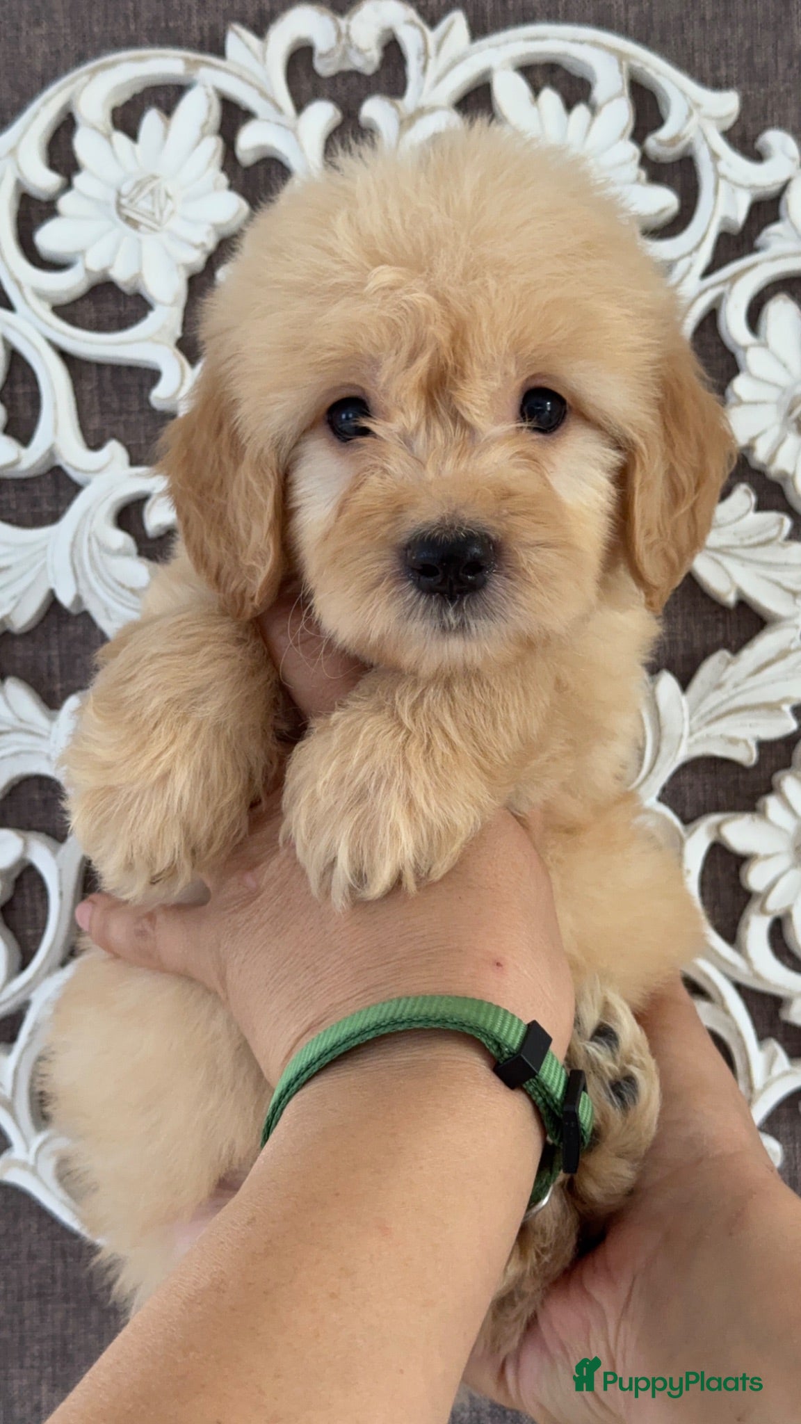 Goldendoodle honden Prachtige Goldendoodle pups - Advertentie 2