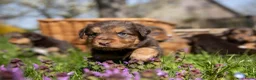 Kruising honden te koop: Australian Toller pups - Advertentie 8