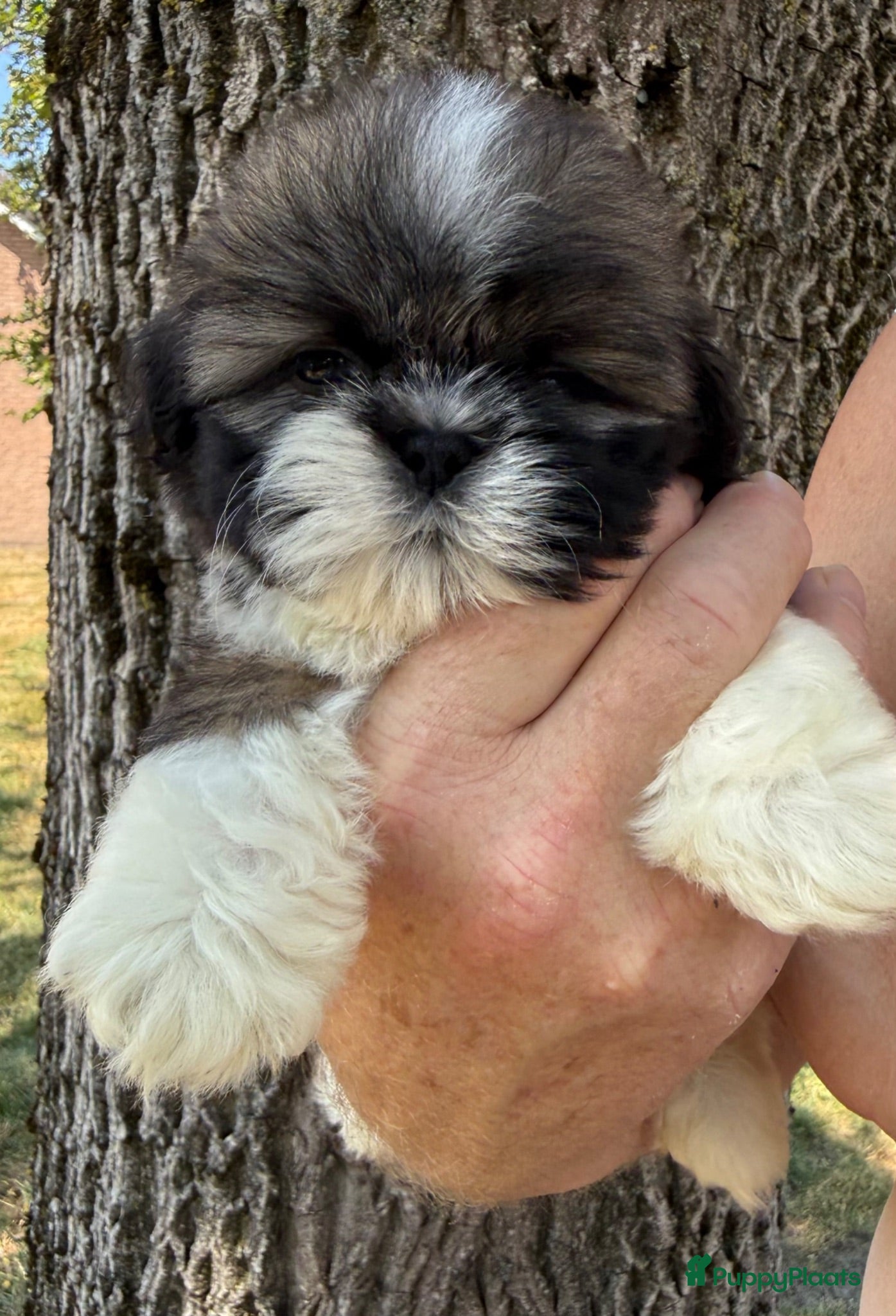 Shih Tzu honden Prachtig shih Tzu reutje  - Advertentie 1