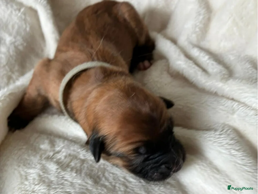 Tervuerense Herder honden te koop: Eerste Baskische herder nestje van Nederland! - Advertentie 2
