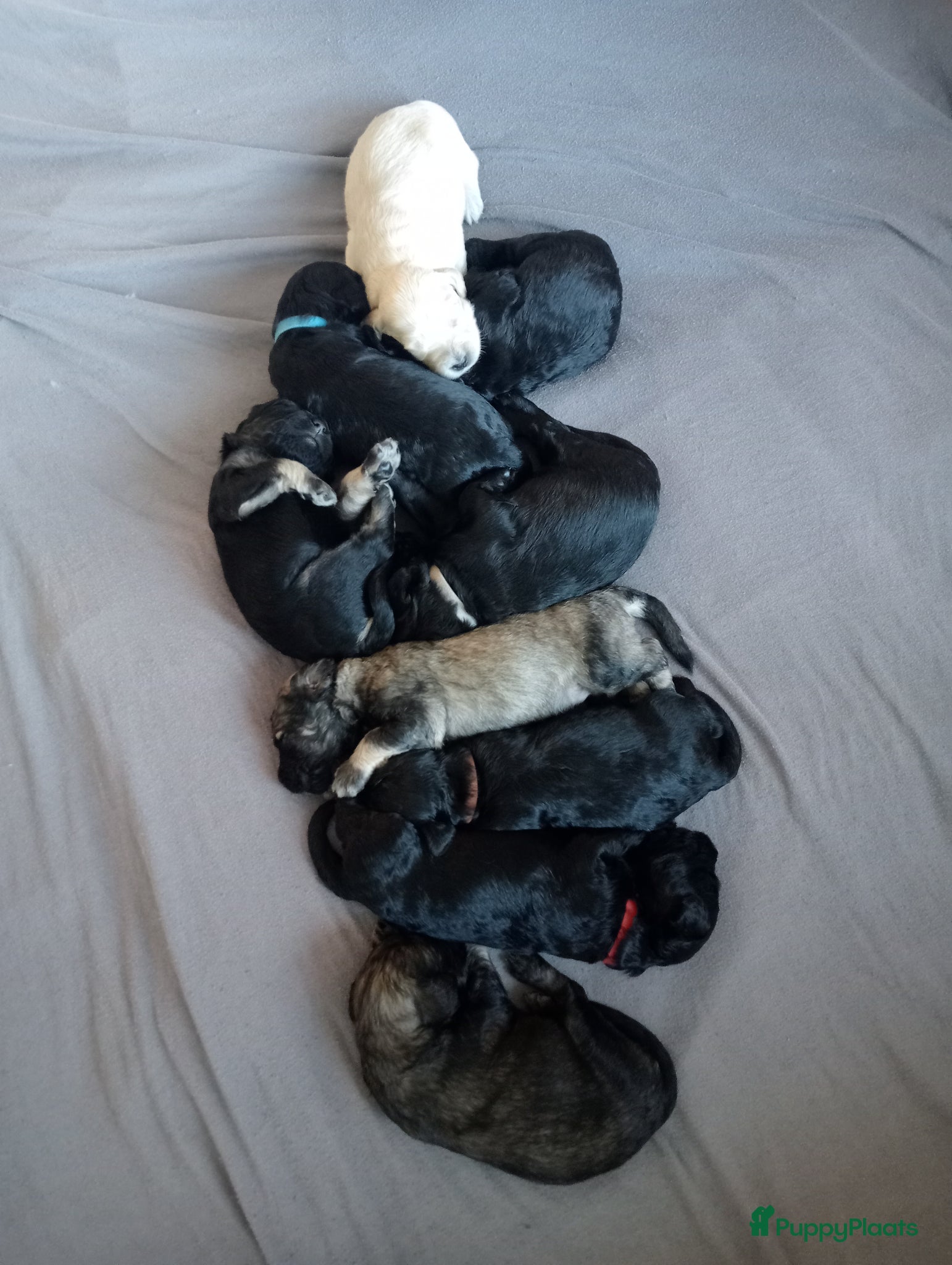 Labradoodle honden Labradoodle puppies  - Advertentie 1