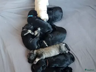 Labradoodle honden Labradoodle puppies - Advertentie 2