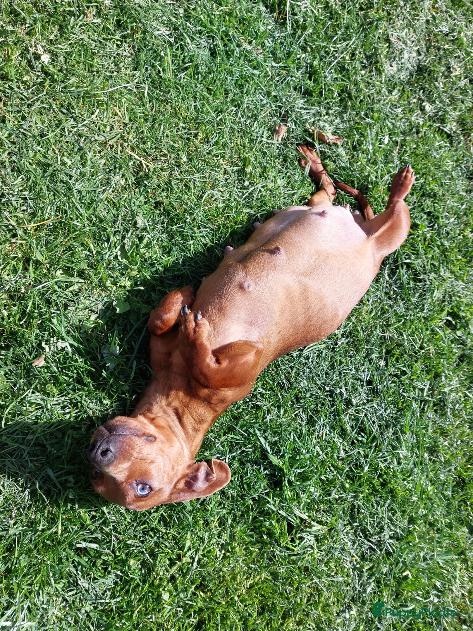 Teckel (korthaar)  honden Red Brindle x Piebald  - Advertentie 2