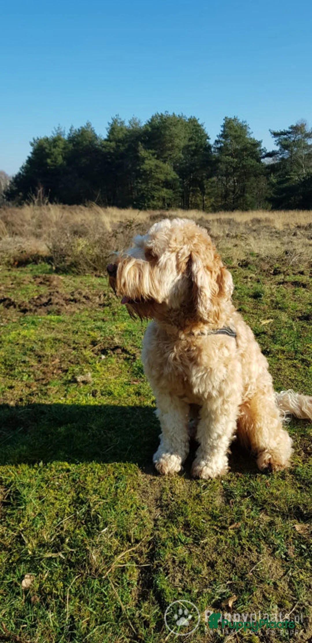 Labradoodle honden ter dekking: Echte Australian Labradoodle dekreu. in Duiven - Advertentie 6