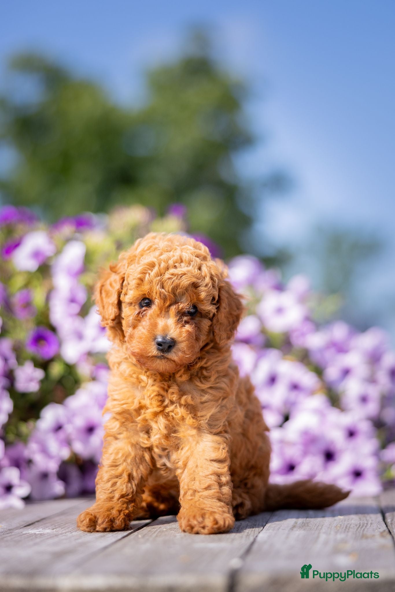 Dwergpoedel honden Rode Dwergpoedel pups met FCI stamboom! - Advertentie 2
