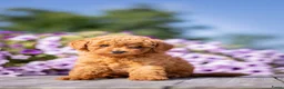 Dwergpoedel honden te koop: Rode Dwergpoedel pups met FCI stamboom! - Advertentie 2