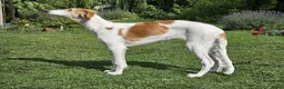 Barsoi honden te koop: AZALIA, Borzoi-teef uit FCI-kennel zoekt thuis - Advertentie 7