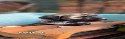 Tibetaanse Terriër honden te koop: Tibetaanse terriër pups met FCI stamboom - Advertentie 14