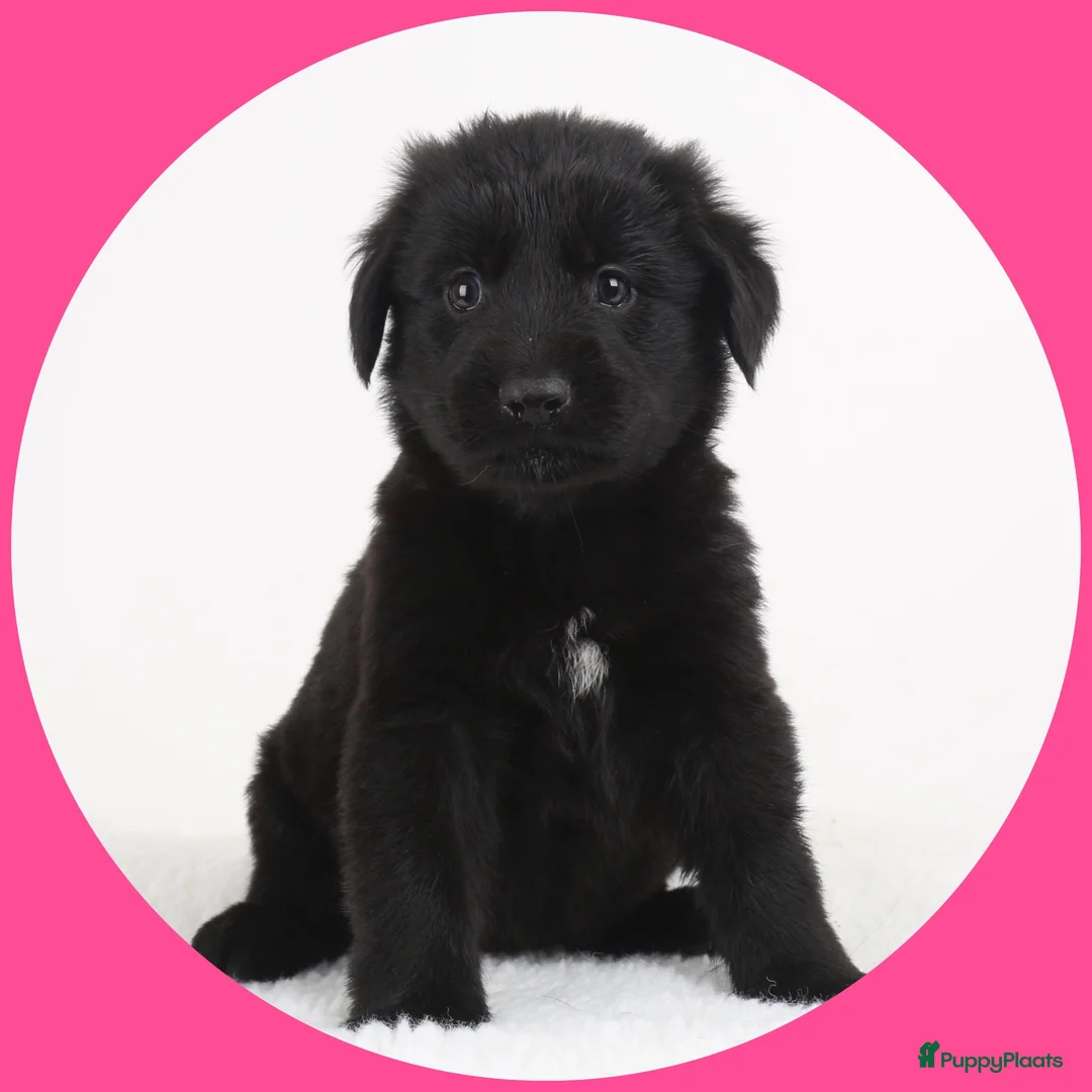 Kruising honden te koop: 9 pups Oudduitse herder x Golden retriever in Oosterbeek - Advertentie 16