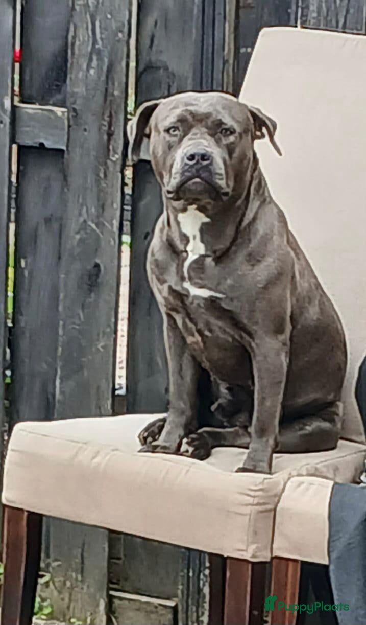 Amerikaanse Bully honden Nieuw huisje gezocht voor onze lieve luna - Advertentie 2