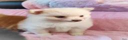 Pomeriaan honden te koop: Nog twee prachtige creme pomeranian puppys!❤️ - Advertentie 11