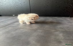 Pomeriaan honden te koop: Pomeranian /pomeriaan pups - Afbeelding 4