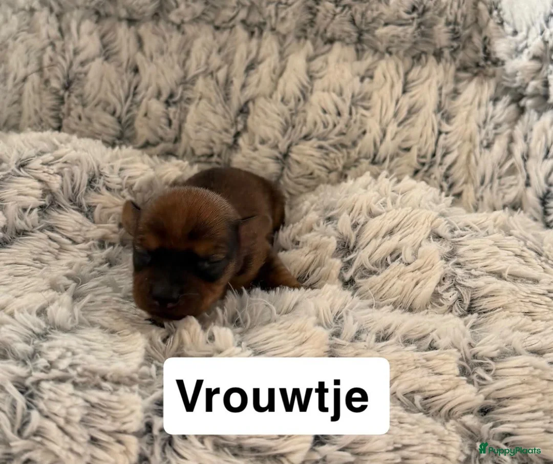 Kruising honden te koop:  Dwergpincher x Chihuahau X Kaninchenteckel pups. - Advertentie 2