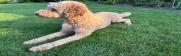 Kruising honden te koop: Medium labradoodle woonkamer nestje - Advertentie 3