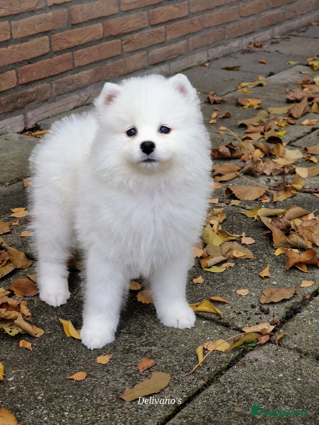 Samojeed honden te koop: Lief Samojeed meisje beschikbaar  - Advertentie 13