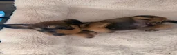 Ruwhaar Teckel honden te koop: Prachtige stamboom ruwhaar dwergteckel pups - Advertentie 5