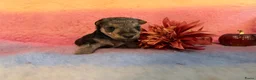 Lakeland Terriër honden te koop: Leuke lakeland pups met stamboom - Advertentie 12