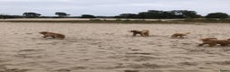 Australian Labradoodle honden te koop: Labradoodle medium ( Australian ) - Advertentie 7