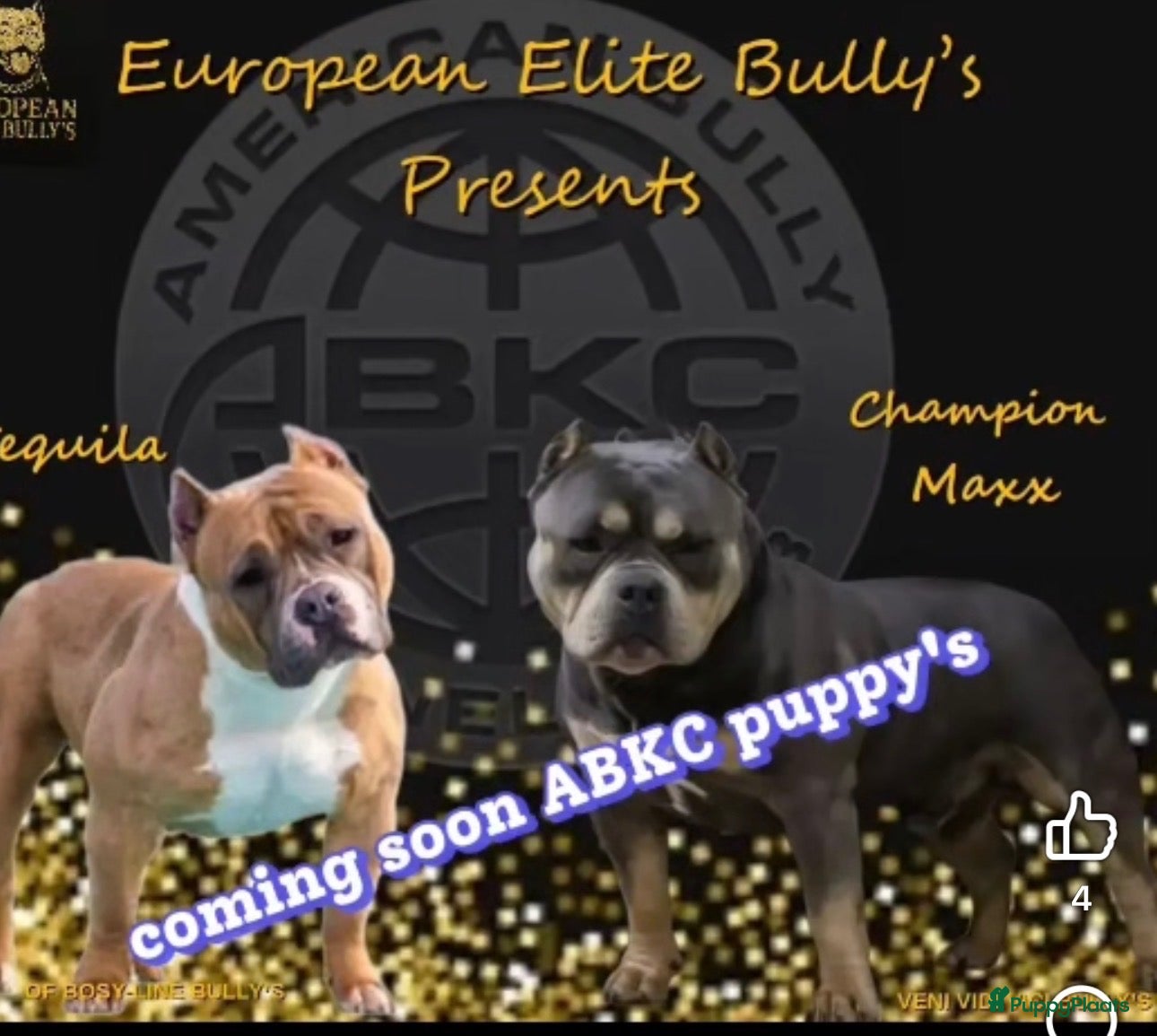Amerikaanse Bully honden American pocket bully - Advertentie 1