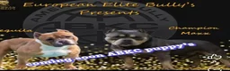 Amerikaanse Bully honden te koop: American pocket bully - Advertentie 1