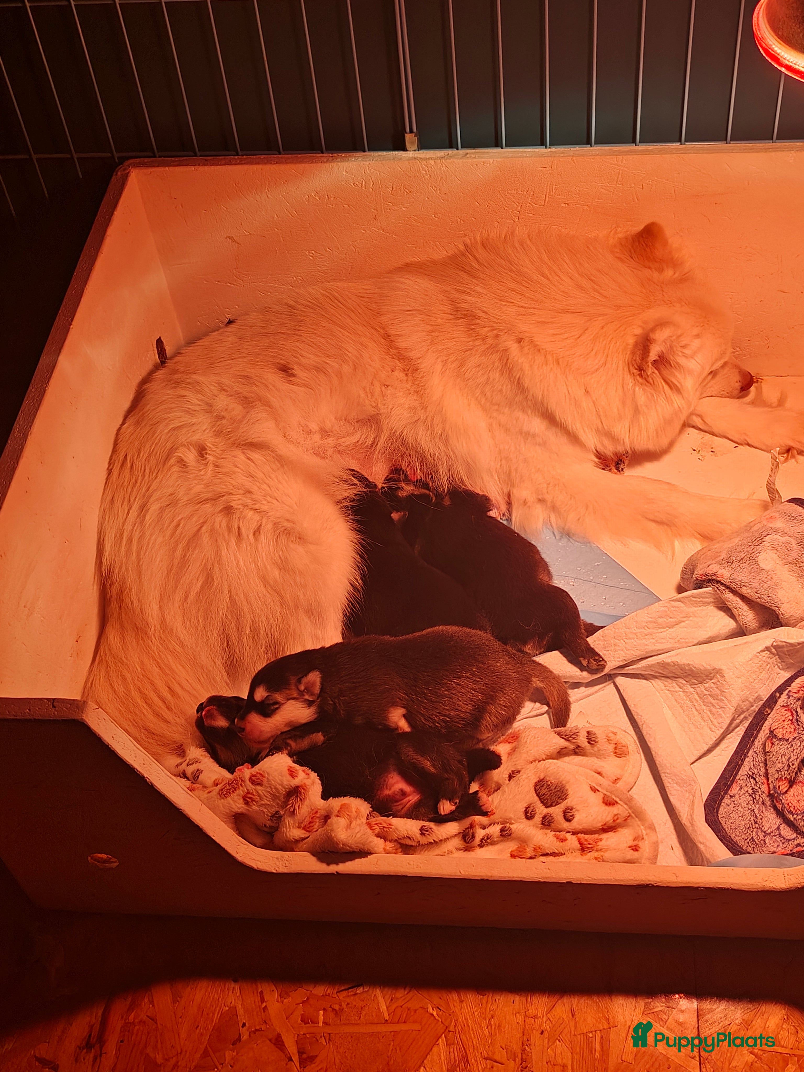 Pomsky honden Pomsky puppy's  - Advertentie 3