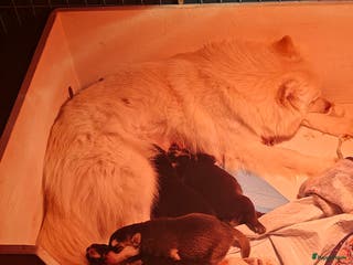 Pomsky honden Pomsky puppy's - Advertentie 3