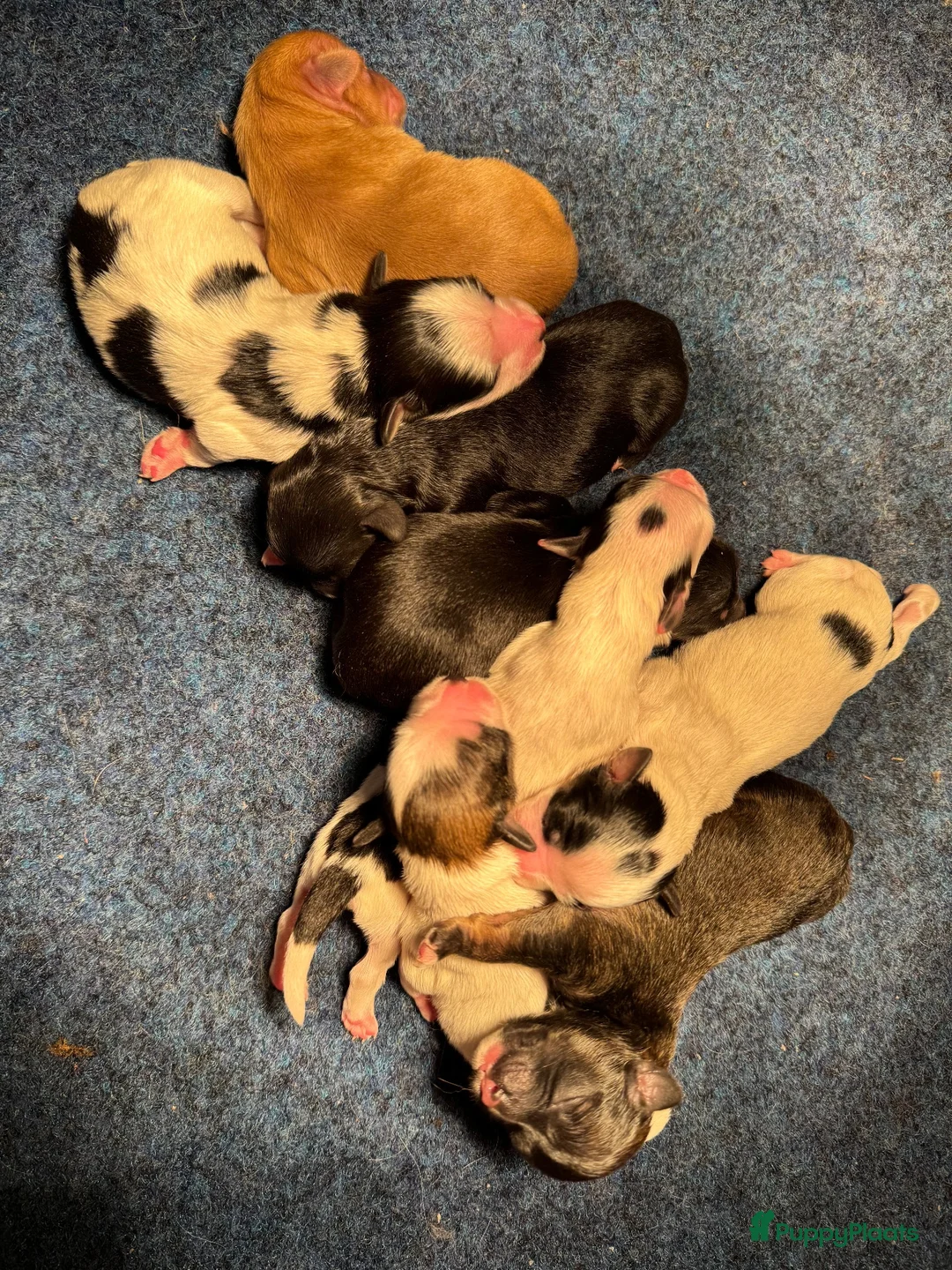 Havanezer honden te koop: Havanezer pups verwacht - Advertentie 2