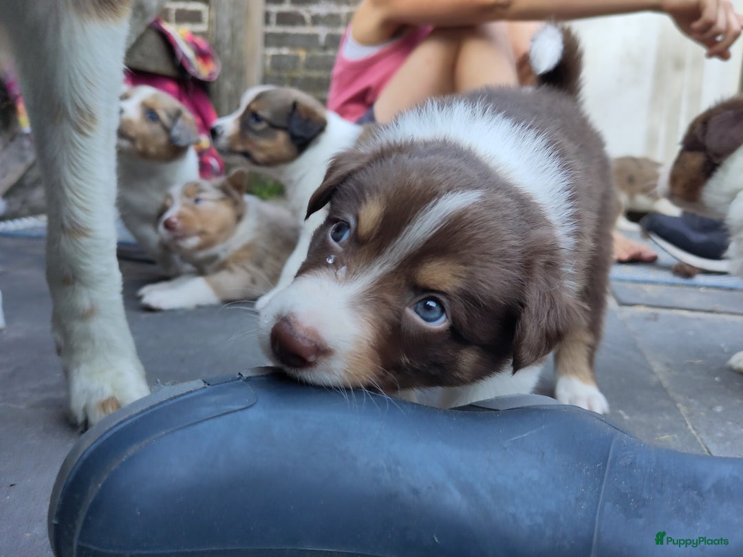 Australian Shepherd honden te koop: Australian Shepherd x Bordercollie pups in Linde - Afbeelding 8