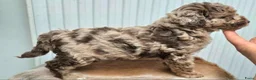 Poedel Toy honden te koop: UNIEK - choco merle dwerg poedel teefje - STAMBOOM - Advertentie 3