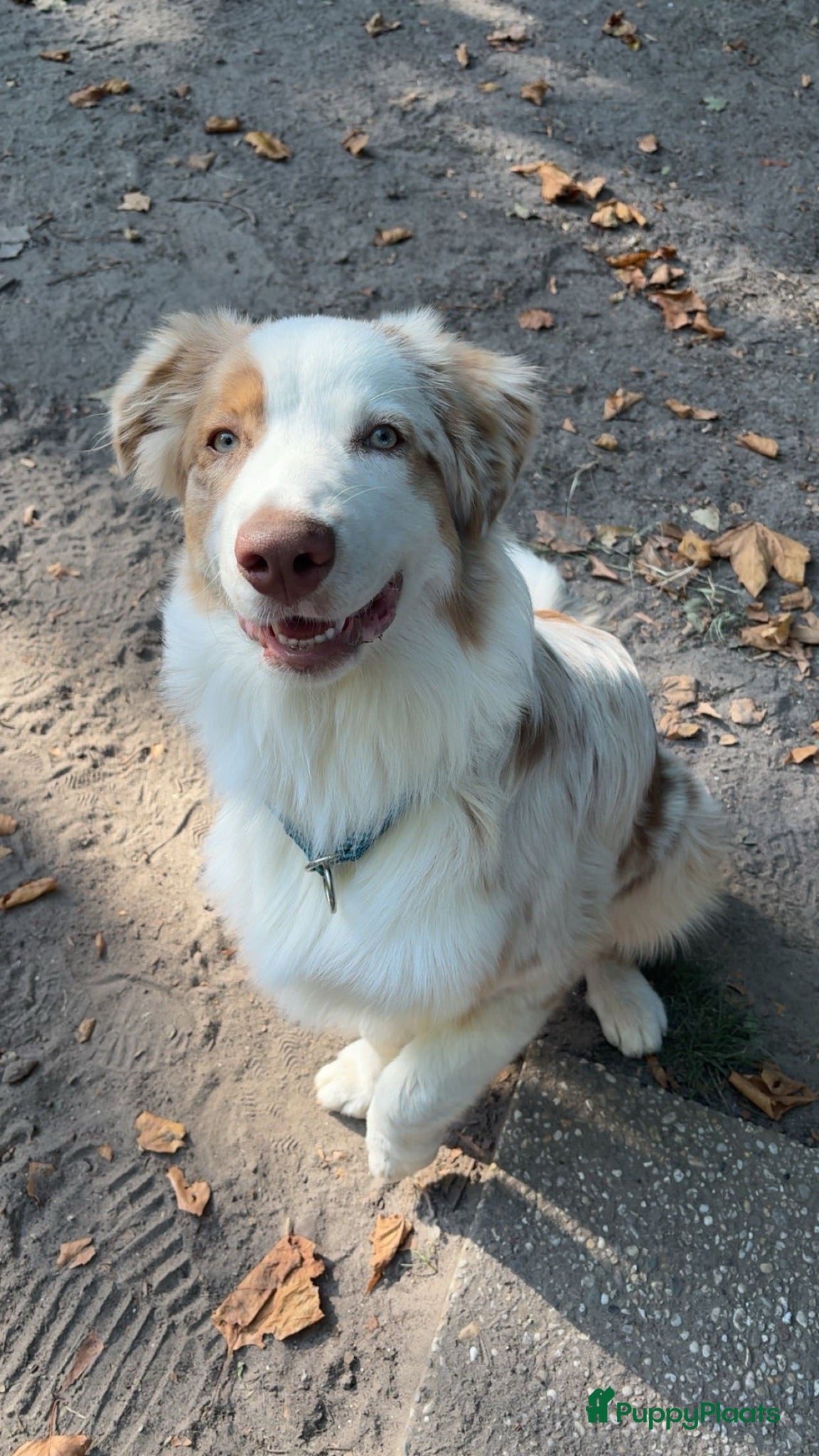 Australian Shepherd honden Kimi A. (Reu) Australian Shepherd - Advertentie 12