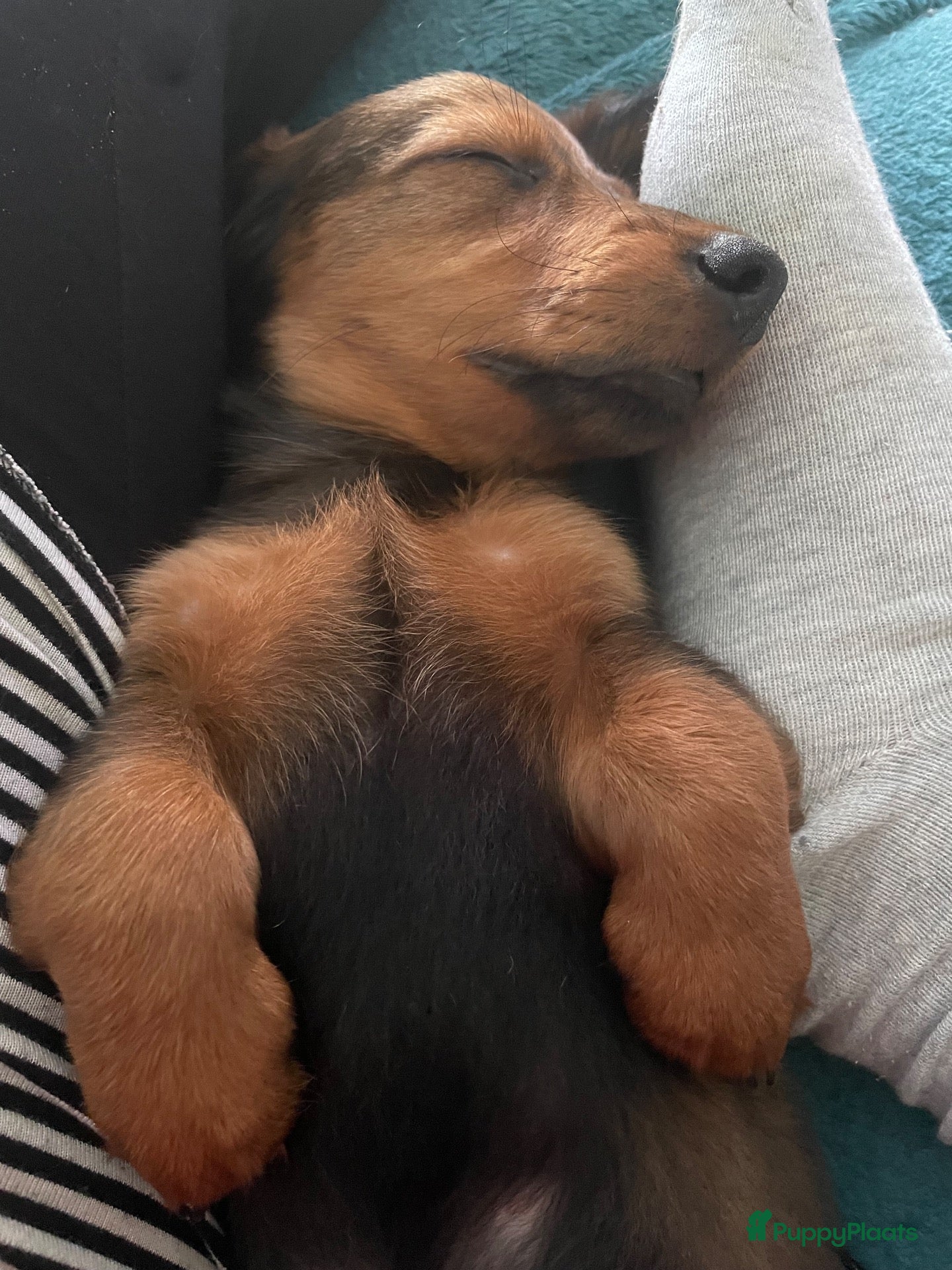 Teckel (langhaar) honden Teckel pups langhaar kleine dwerg - Advertentie 1