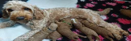 Cockapoo honden te koop: Nestaankondiging cockapoo pups  in Diepenheim - Advertentie 5
