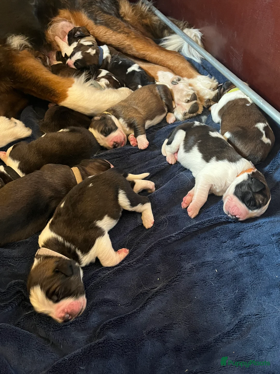 Kruising honden te koop: Lieve Sint-Bernard pups - Advertentie 3