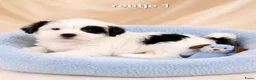 Boomer honden te koop: Super mooie boomer pups maltezer maal shih tzu - Advertentie 2