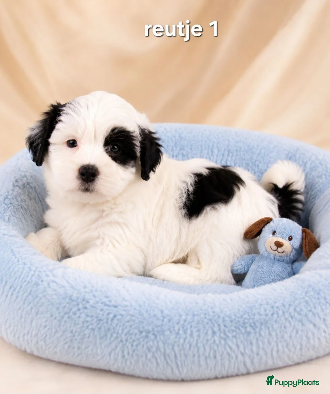 Boomer honden te koop: Super mooie boomer pups maltezer maal shih tzu - Advertentie 2