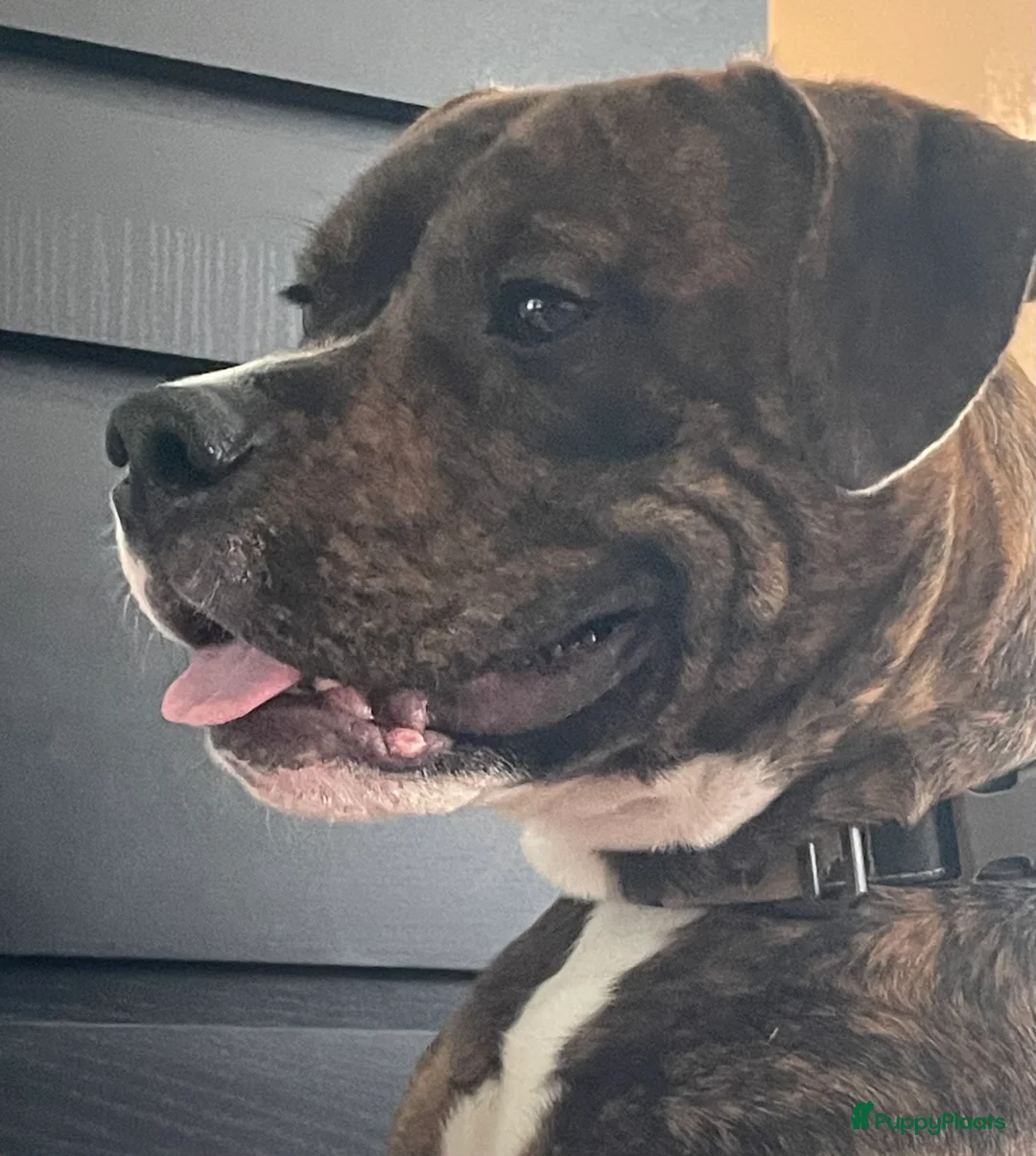 Engelse Stafford honden te koop: Rocky  - Advertentie 1