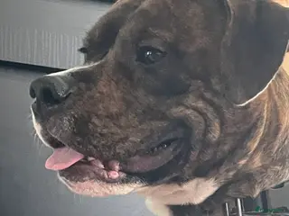 Engelse Stafford honden Rocky - Advertentie 4