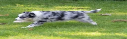 Australian Shepherd honden te koop: Knappe Miniature American Shepherd (MAS) pups - Advertentie 13