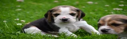 Beagle honden te koop: Prachtige Beagle pups  - Advertentie 13