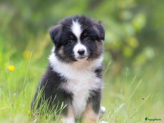 Australian Shepherd honden Mini Australian shepherd pups (MAS) - Advertentie 1