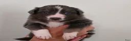 Australian Shepherd honden te koop: Australian Shepherd pups - Advertentie 10