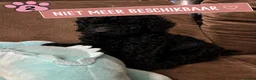 Poedel honden te koop: Koningspoedel grote poedel pups MOGEN NU WEG - Advertentie 9