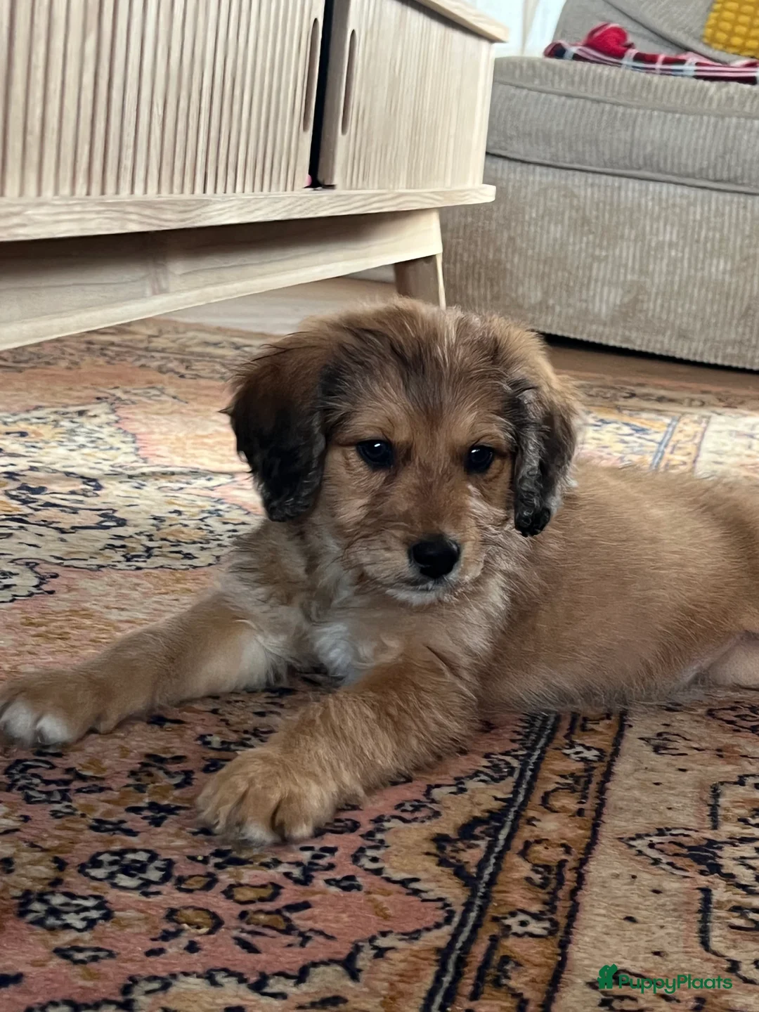 Kruising honden te koop: Prachtige aussidoodle pups - Advertentie 9