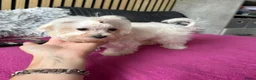 Maltezer honden te koop: Prachtig Maltezer teefje zoekt haar gouden mandje - Advertentie 11
