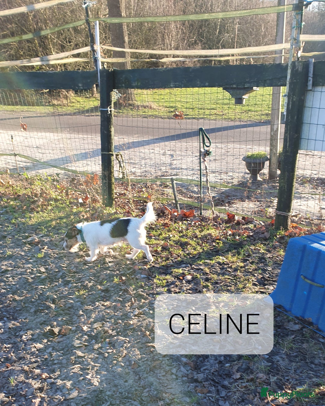 Jack Russel Terriër honden te koop: Mooie RASZUIVER JACK RUSSELL PUPPIES   GEZOND - Advertentie 9