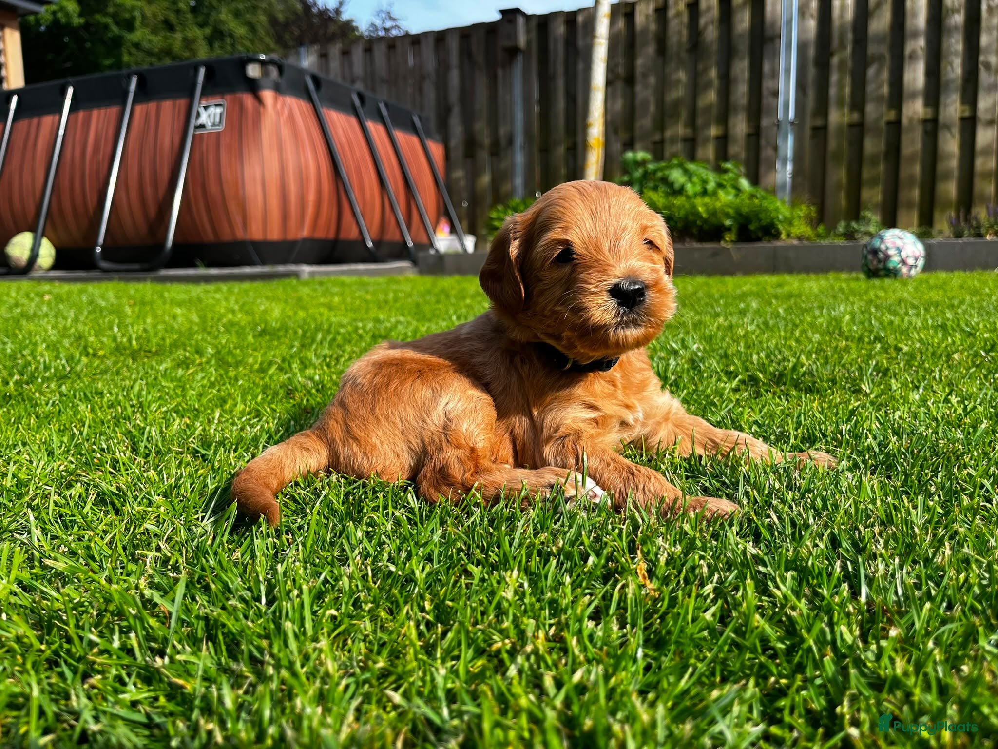 Australian Labradoodle honden te koop: Australian labradoodle pups - Advertentie 14