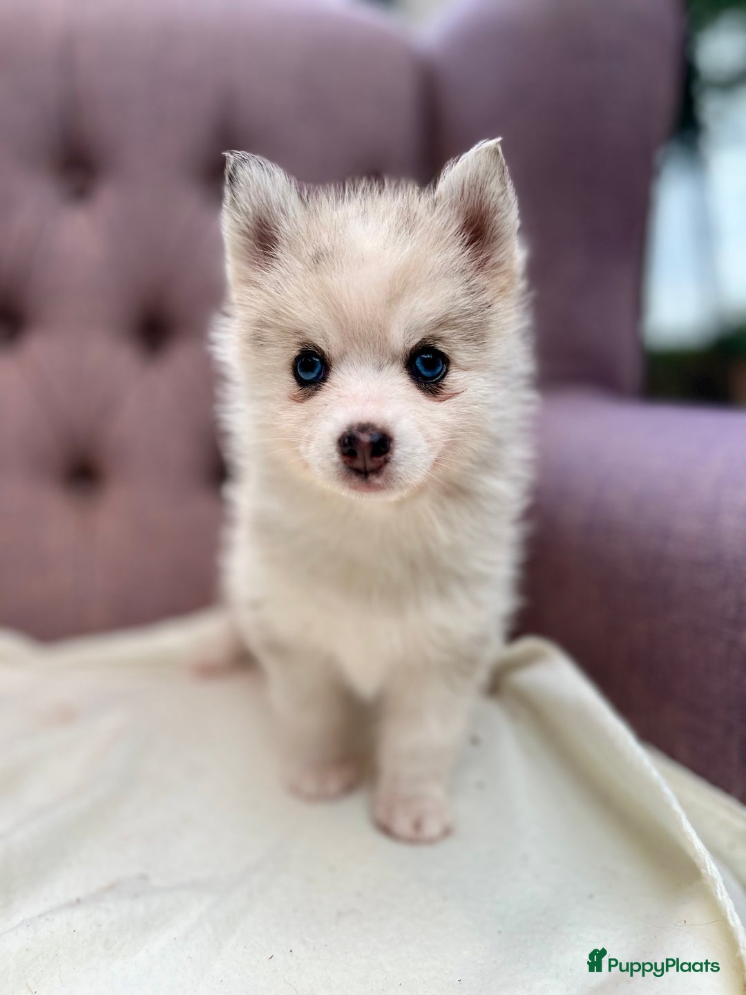 Pomsky honden te koop: Super mooie Pomsky puppy’s  - Afbeelding 5