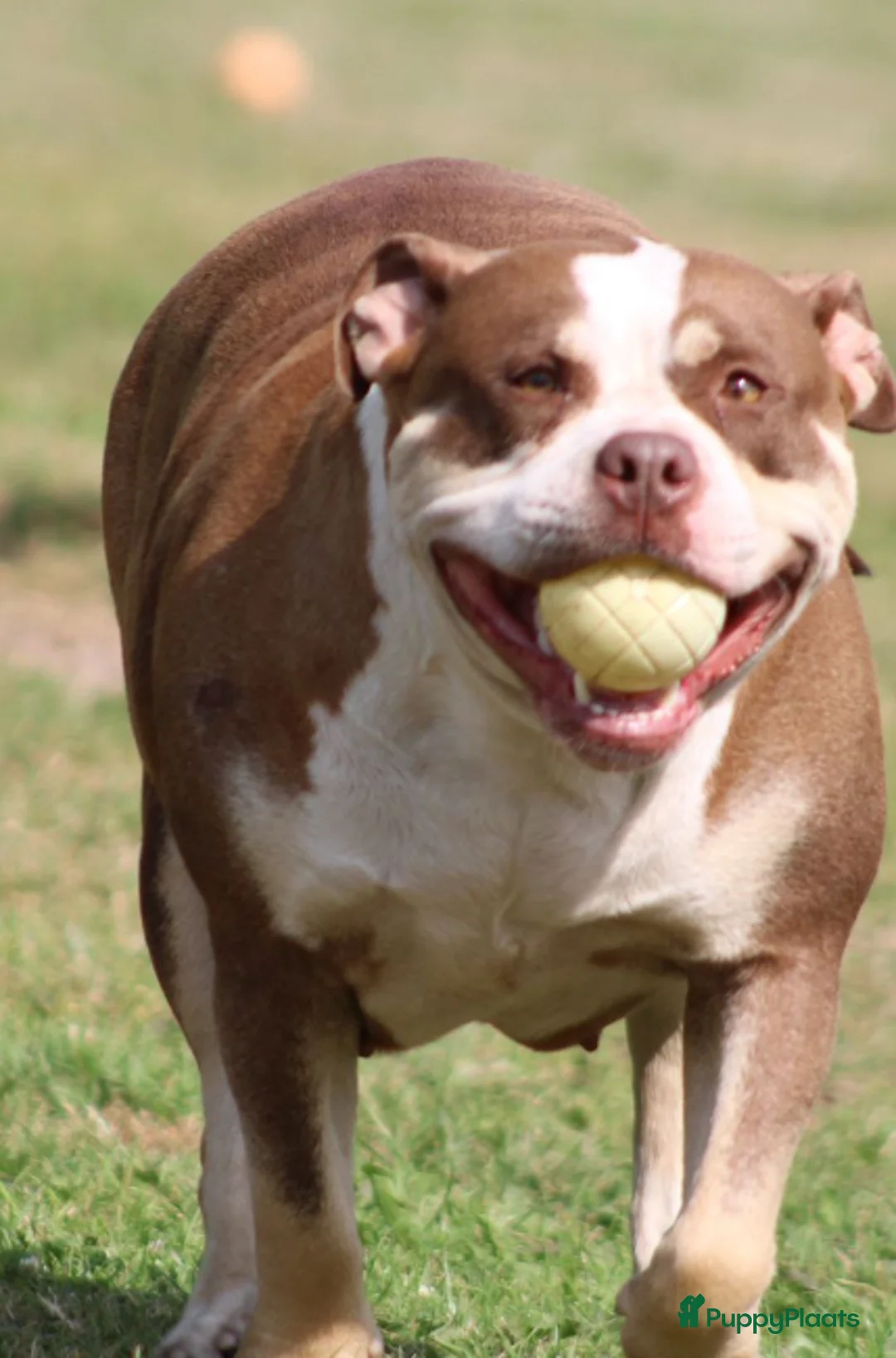 Amerikaanse Bully honden te koop: American Bully pups Abkc België  - Advertentie 6