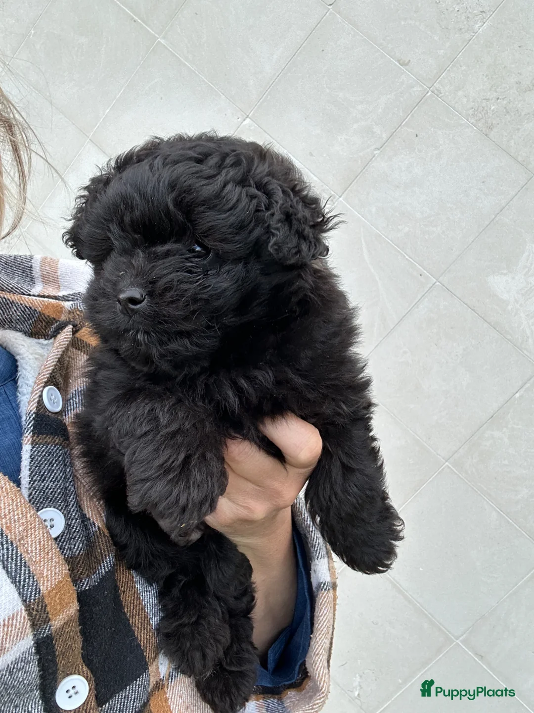 Kruising honden te koop: Doodle reutje - Advertentie 2