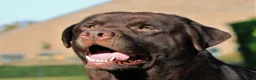 Labrador Retriever honden te koop: Labradorpup, bruin - Advertentie 6